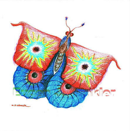 Schmetterling 3 - vergrößern